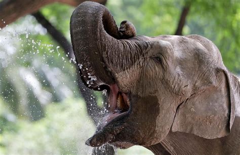 The Challenges of Caring for Exquisite Pachyderms