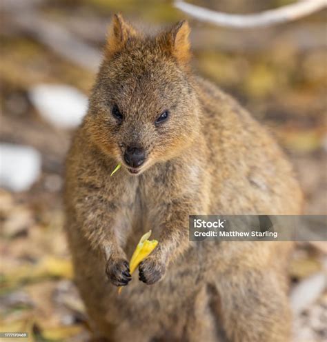 The Challenges of Spotting a Pale Marsupial in its Natural Habitat