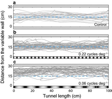 The Chronicle of the Enigmatic Ebony Bombus Flight Patterns