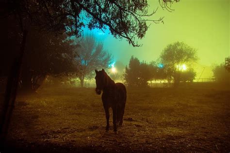 The Cinematic Aura of Foggy Landscapes