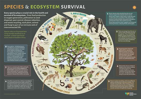 The Circle of Life: Understanding the Interconnectedness of African Ecosystems