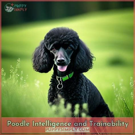 The Cognitive Abilities and Trainability of Poodles