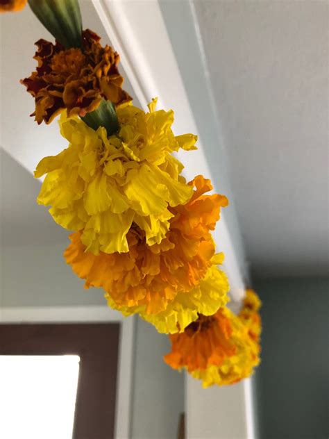 The Colorful Past of Marigold Garlands