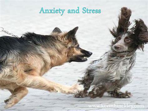 The Common Theme: Anxiety and Stress