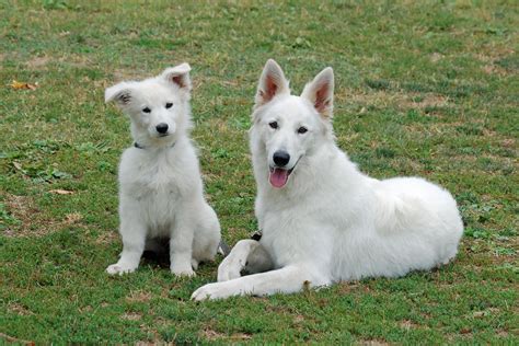 The Community of White German Shepherd Enthusiasts: Connecting with Other Aficionados and Breeders