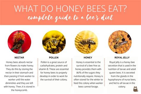 The Complete Guide to Honey Bees