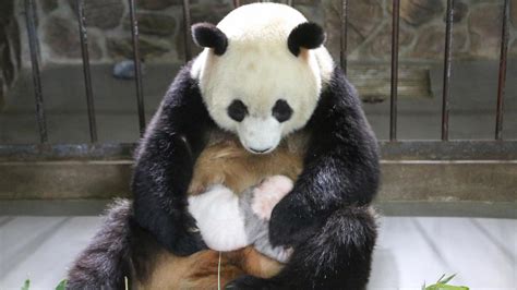 The Complexities of Raising Young Pandas in Captivity