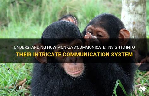 The Complexity of Monkey Dream Communication