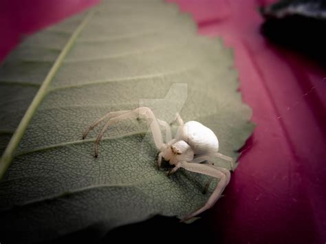 The Connection Between Albino Spiders and Transformation