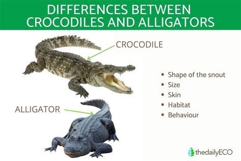 The Connection Between Alligators and Personal Challenges