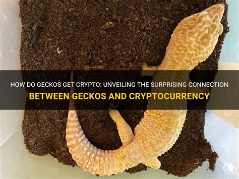 The Connection Between Geckos and Transformation in Eastern Philosophies