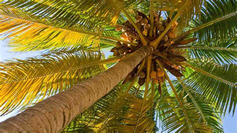 The Connection Between Palm Fruit and Abundance