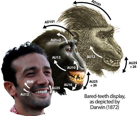 The Connection Between Primates and Basic Human Desires