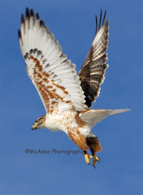 The Connection Between Rust-Brown Raptors and Spiritual Illumination