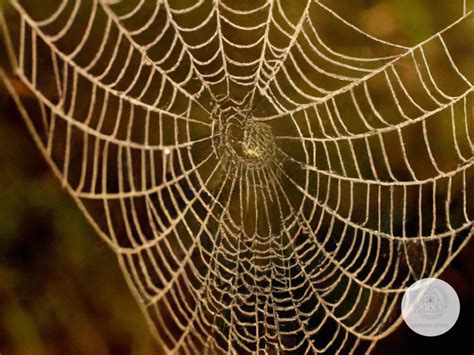 The Connection Between Spiders and Artistic Inspiration