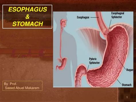 The Connection Between Stomach Looks and Well-being: Investigating the Science