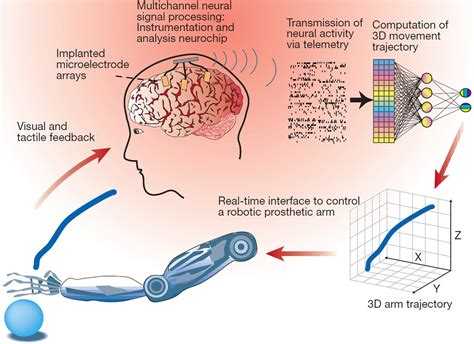 The Connection Between the Mind and Body: Advancements in Neural Control for Prosthetic Devices