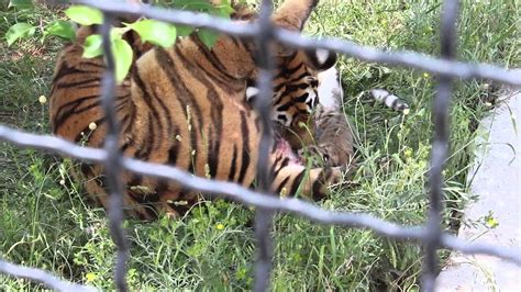 The Connection Between the Tiger's Birthing Process and Personal Metamorphosis