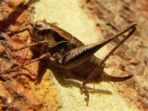 The Connection between Humans and Enormous Crickets: Myths, Legends, and Cultural Representations