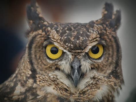 The Connection between Owls and Death in Ancient Beliefs