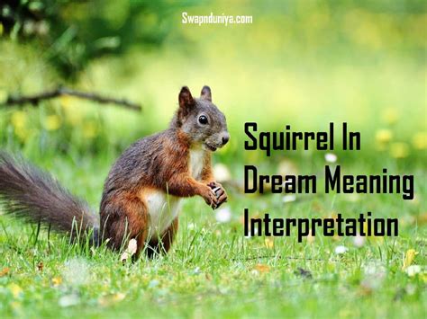 The Connection between Squirrels and Anxiety in Dream Interpretation