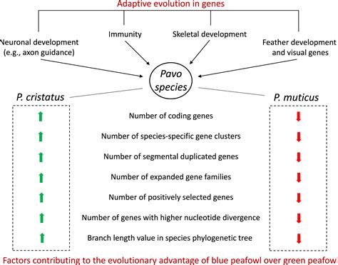 The Connection between the Vibrant Plumes of Peafowls and Evolutionary Advantage