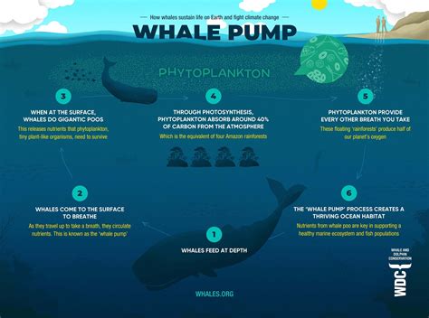 The Connection to Transformation: Understanding the Whale's Role in Personal Growth