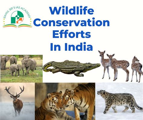 The Conservation Efforts for Fictitious Fauna