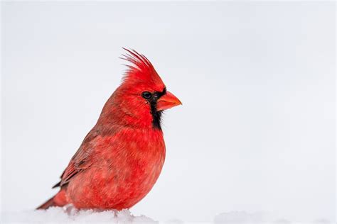 The Conservation Efforts for the Golden Cardinal