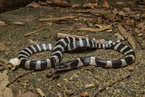 The Conservation Efforts to Safeguard the Mysterious Banded Serpent