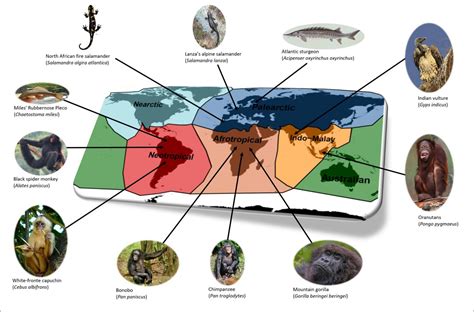 The Conservation Status of Sapphire Serpents: Are They Threatened?