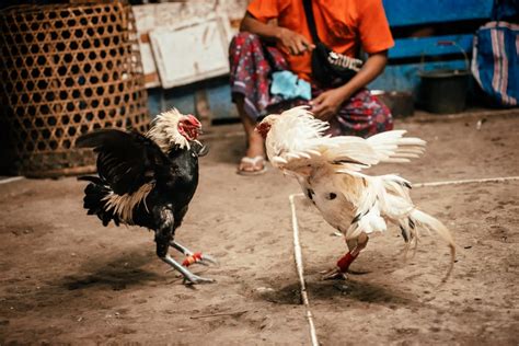 The Controversy Surrounding Cockfighting: Ethics and Animal Welfare