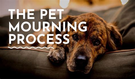 The Correlation Between Dreaming of a Departed Furry Companion and the Process of Mourning