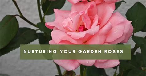 The Craft of Nurturing and Sustaining Rose Gardens