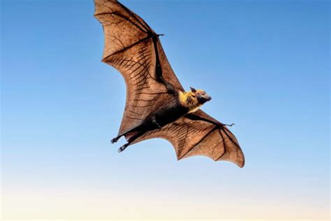 The Crucial Role of Bats in Sustaining Ecological Harmony