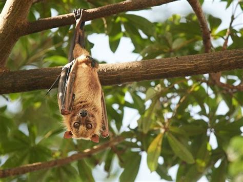 The Crucial Role of Flying Foxes in Ecosystems