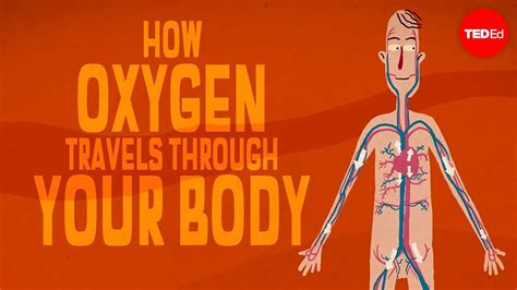 The Crucial Role of Oxygen in the Human Body