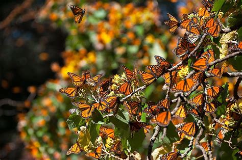 The Cultural Importance of Butterflies in Various Societies