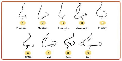 The Cultural Importance of Prominent Noses