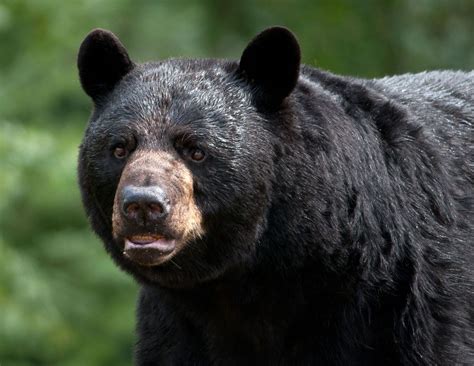 The Cultural Importance of the Majestic Giant Black Bear