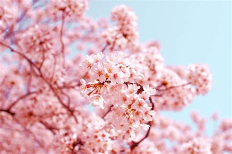 The Cultural Significance of Blossom Petals