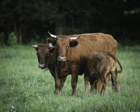 The Cultural Significance of Bovine Creatures: Symbolic Interpretations across Various Cultural Customs