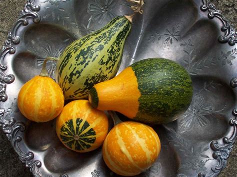 The Cultural Significance of Imagining a Verdant Gourd