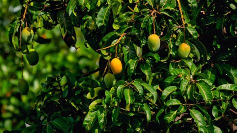 The Cultural Significance of Mangoes in Different Countries