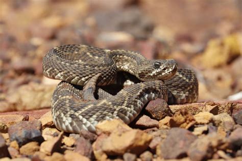 The Cultural Significance of Rattlesnakes and Dream Interpretation