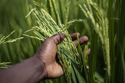 The Cultural Significance of Rice in Various Societies