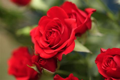 The Cultural Significance of Roses in Love and Romance