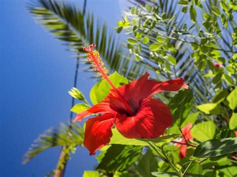 The Cultural Significance of Scarlet Hibiscus Blossoms in Various Cultures