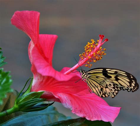 The Cultural Significance of Scarlet Hibiscus in Various Countries