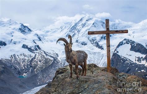 The Cultural Significance of Snowy Goats in Diverse Traditions